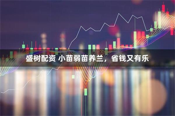盛树配资 小苗弱苗养兰，省钱又有乐